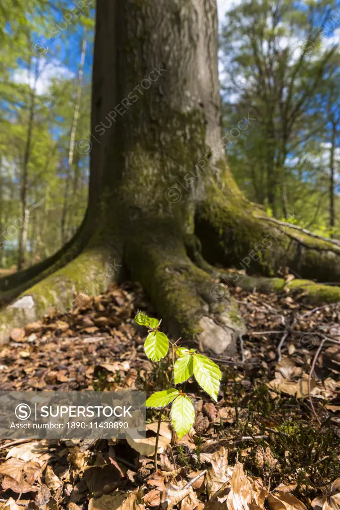 Beech tree sapling (Fagus sylvatica) at base of mature beech tree in Bruern Wood in The Cotswolds, Oxfordshire, England, United Kingdom, Europe