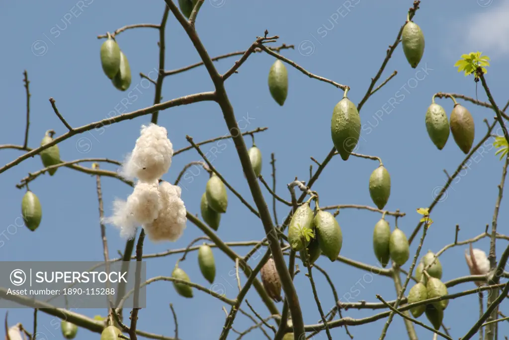 Kapok tree, with seed pods opening as they ripen, Bicol, southern Luzon, Philippines, Southeast Asia, Asia