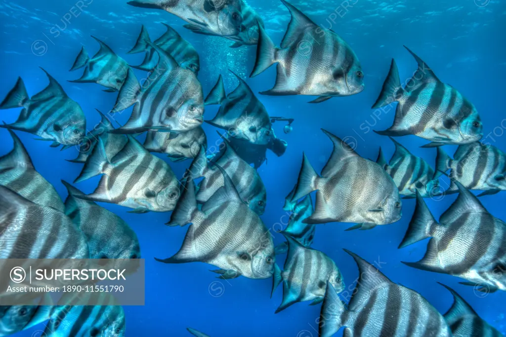 Bat fish in HDR, shot in the Turks and Caicos Islands, West Indies, Central America