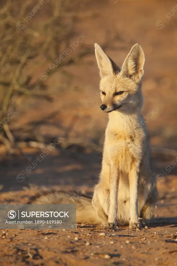 Cape fox Vulpes chama, Kgalagadi Transfrontier Park, Northern Cape, South Africa, Africa