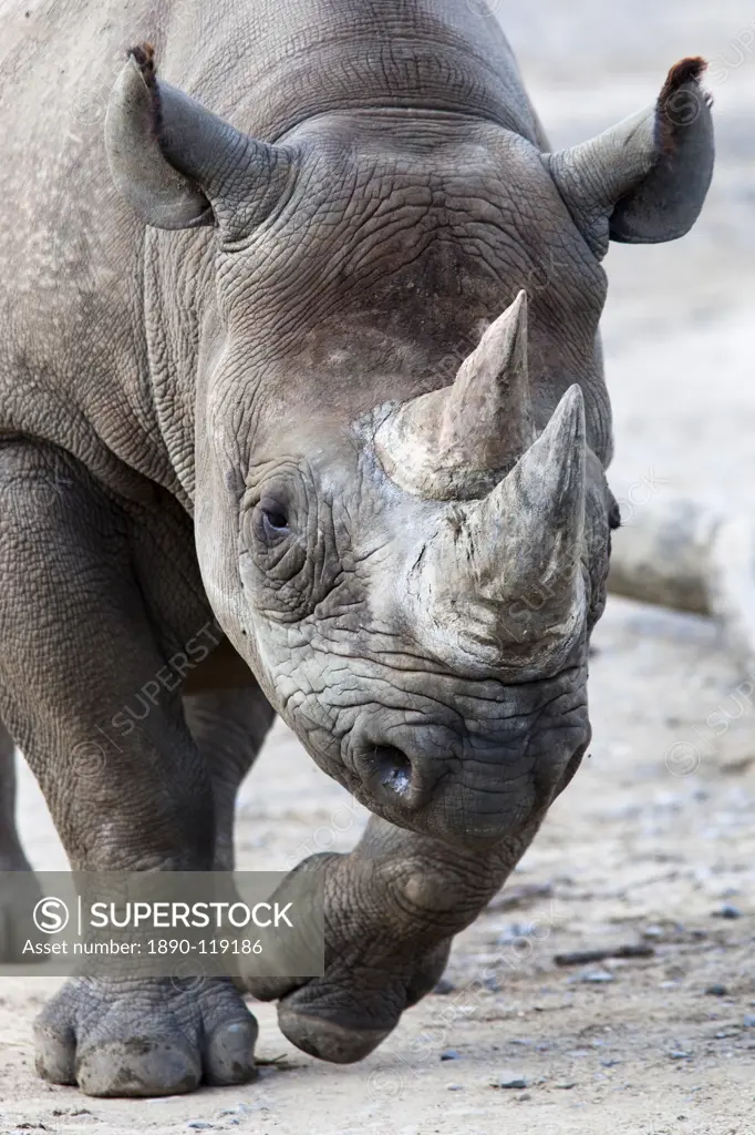 Black Rhino, South Africa, Africa