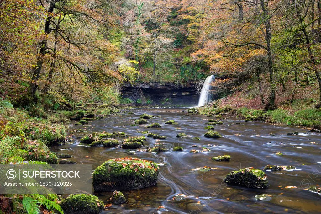 Sgwd Gwladus waterfall surrounded by autumnal foliage, near Ystradfellte, Brecon Beacons National Park, Powys, Wales, United Kingdom, Europe