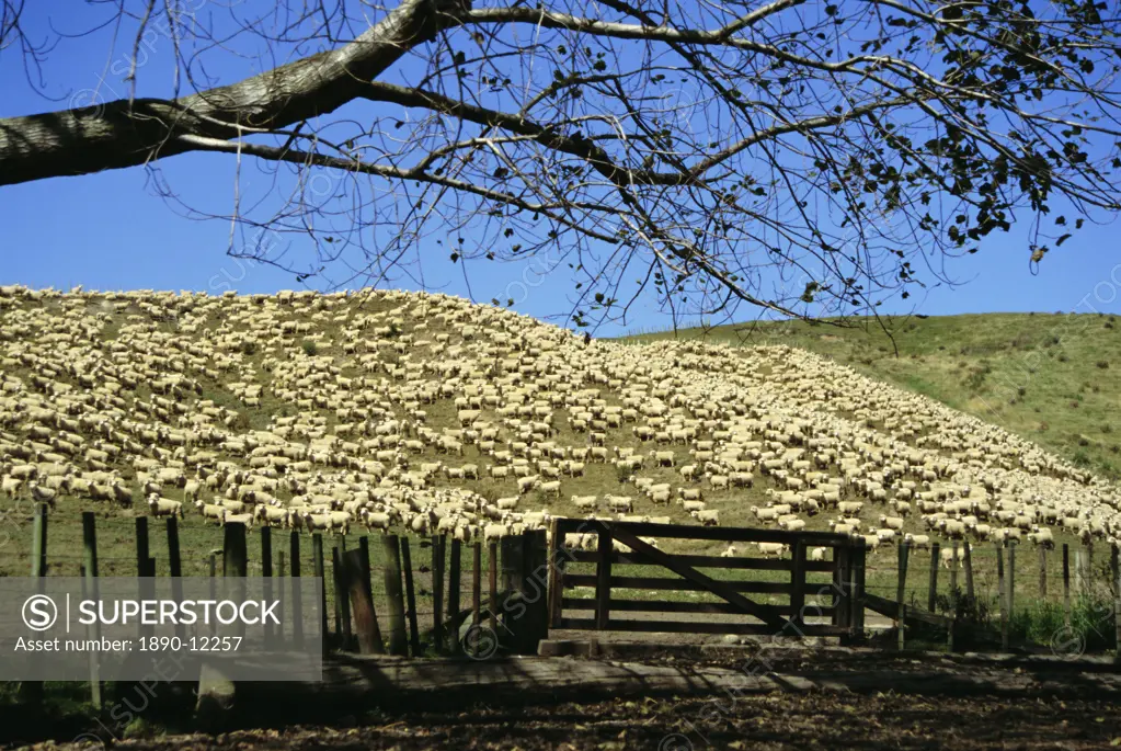 Sheep brought in for shearing, Tautane Station, North Island, New Zealand, Pacific