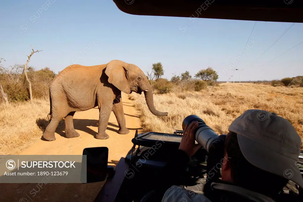 African elephant in front of safari vehicle, Madikwe Game Reserve, Madikwe, South Africa, Africa