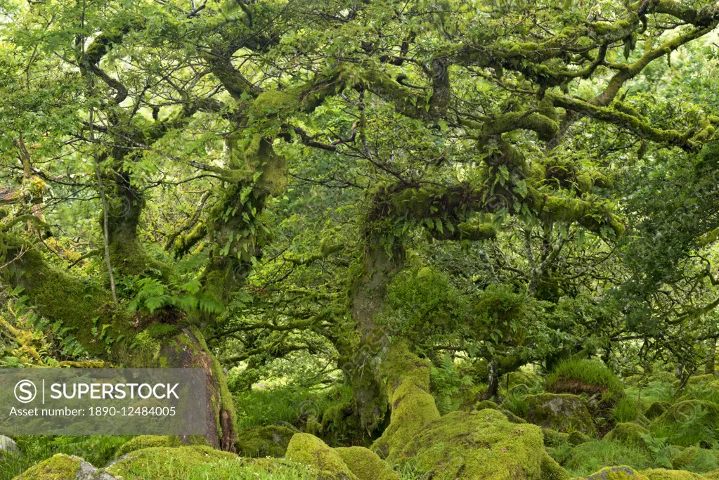 Gnarled lichen covered stunted oak trees growing in Wistman's Wood, Dartmoor National Park, Devon, England, United Kingdom, Europe