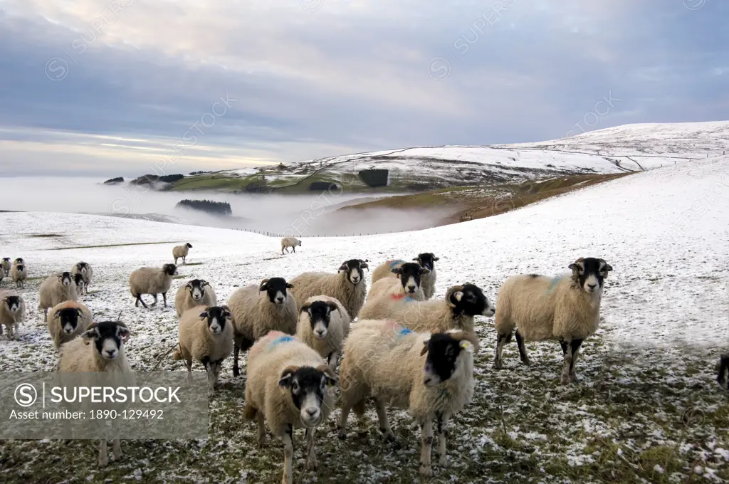 Sheep waiting to be fed in winter, Lower Pennines, Cumbria, England, United Kingdom, Europe