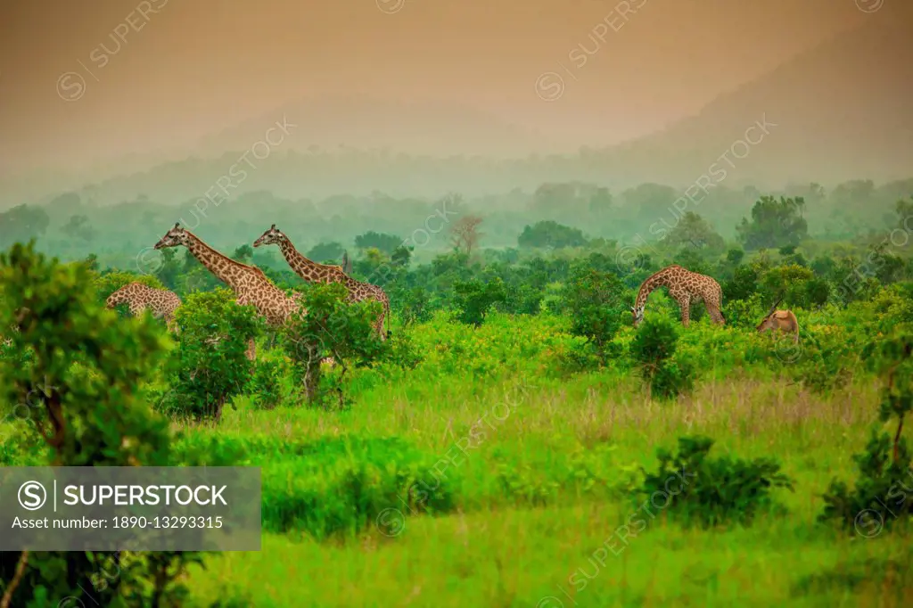 Giraffes on safari, Mizumi Safari Park, Tanzania, East Africa, Africa