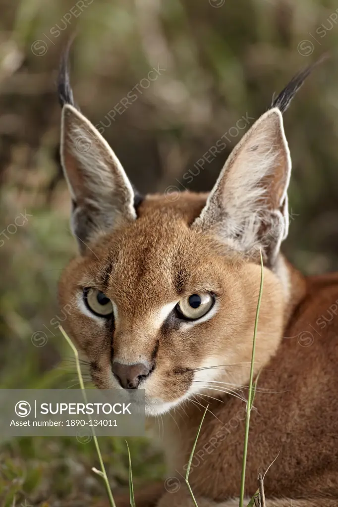 Caracal Caracal caracal, Serengeti National Park, Tanzania, East Africa, Africa