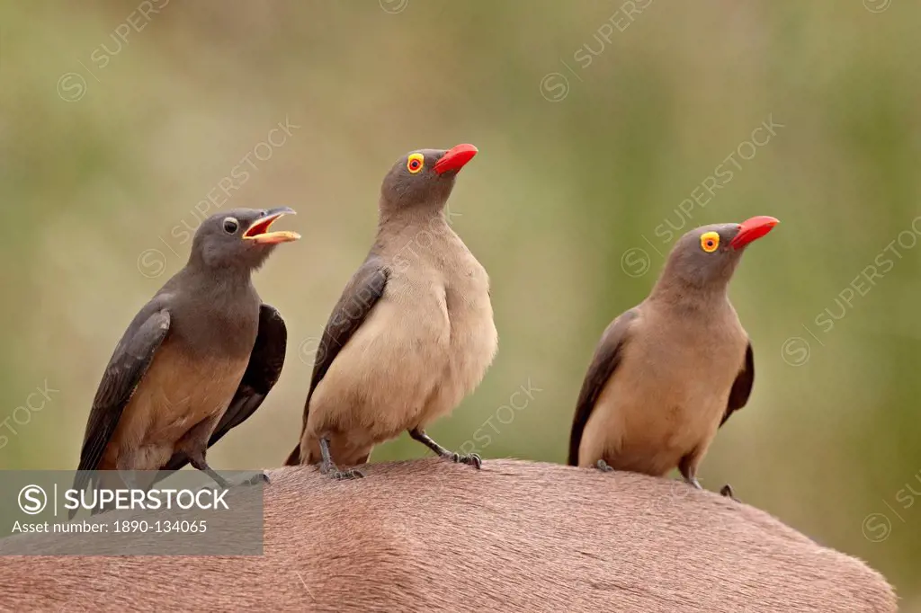 Two adult and an immature red_billed oxpecker Buphagus erythrorhynchus on an impala, Kruger National Park, South Africa, Africa