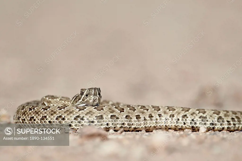 Prairie rattlesnake Western rattlesnake Plains rattlesnake Crotalus viridis, Custer State Park, South Dakota, United States of America, North America