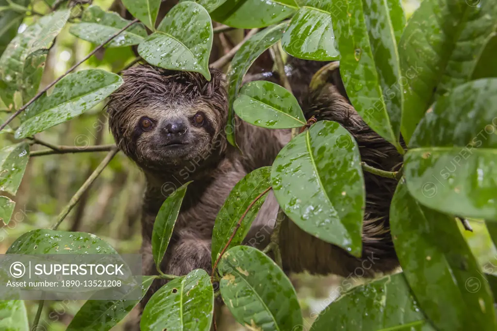 A wild brown-throated sloth (Bradypus variegatus), Landing Casual, Upper Amazon River Basin, Loreto, Peru, South America