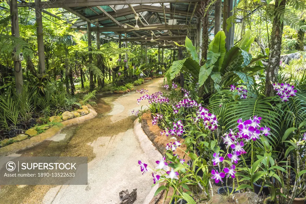 Orchid garden, Perdana Botanical Garden, Tun Abdul Razak Heritage Park, Kuala Lumpur, Malaysia, Southeast Asia, Asia