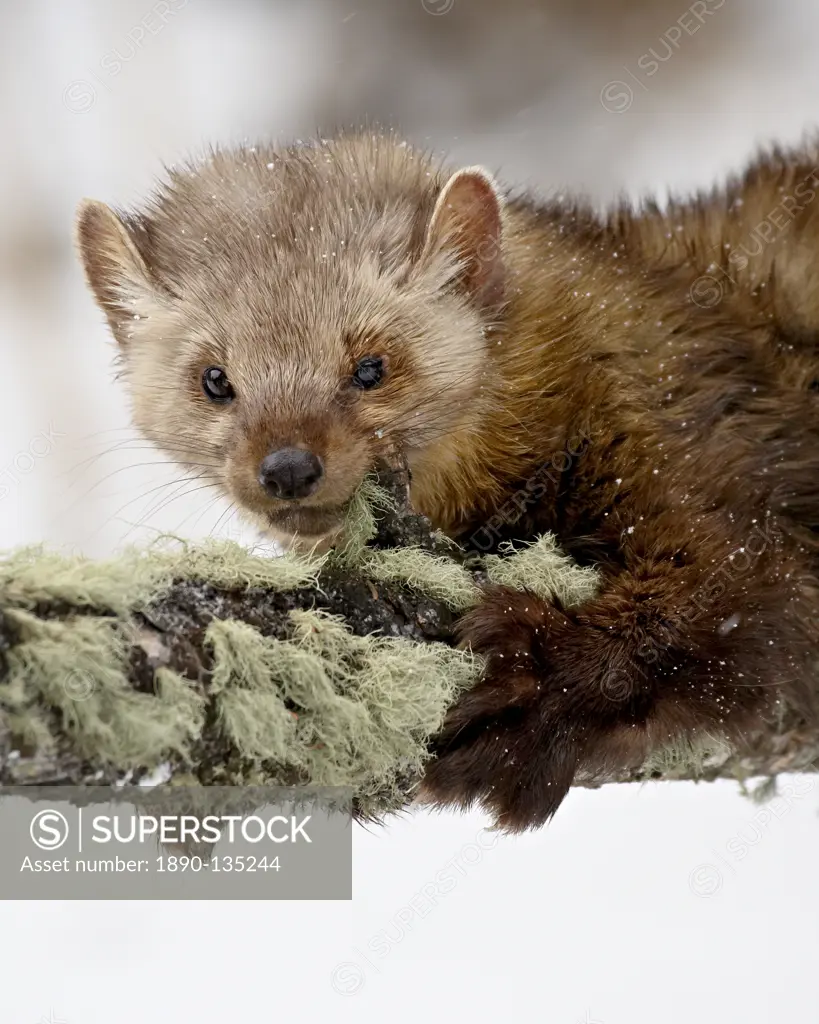 Captive fisher Martes pennanti in a tree in the snow, near Bozeman, Montana, United States of America, North America