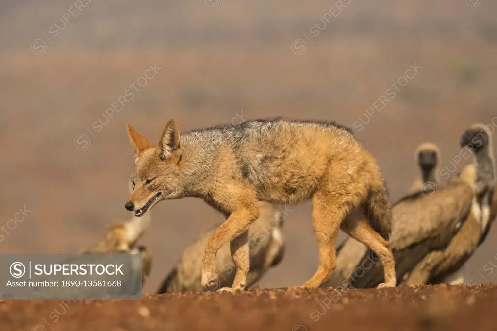 Blackbacked jackal (Canis mesomelas) with whitebacked vultures (Gyps africanus), Zimanga private game reserve, KwaZulu-Natal, South Africa, Africa