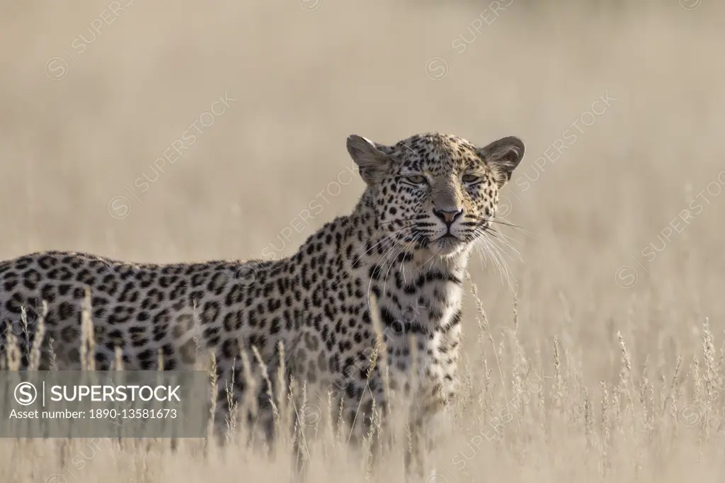 Leopard female (Panthera pardus), Kgalagadi Transfrontier Park, South Africa, Africa