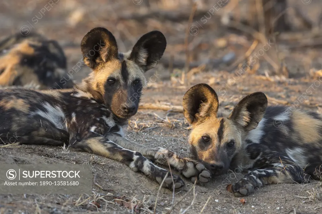 African wild dog (Lycaon pictus) at rest, Kruger National Park, South Africa, Africa