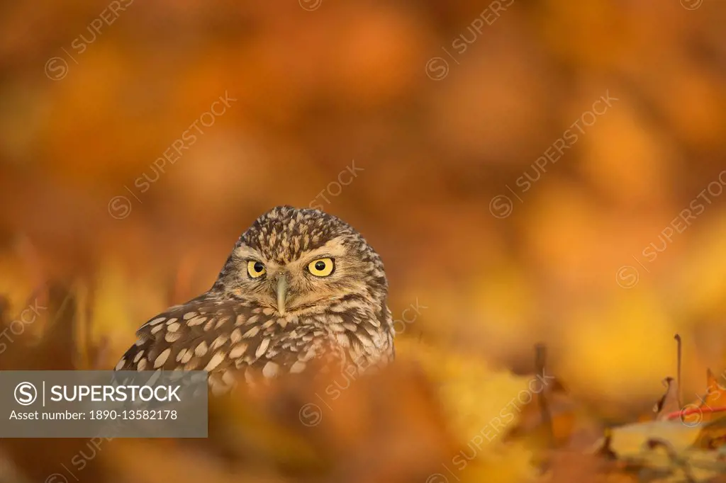 Burrowing owl (Athene cunicularia), among autumn foliage, United Kingdom, Europe