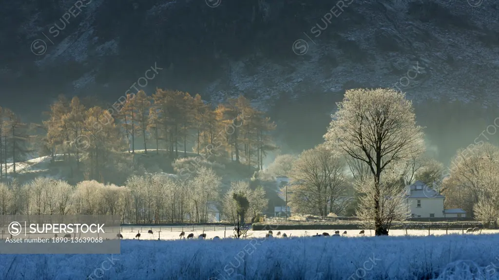 Hoar frost over Stonethwaite village in Borrowdale, Lake District National Park, Cumbria, England, United Kingdom, Europe