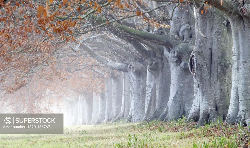 Beech avenue, Kingston Lacy, Dorset, England, United Kingdom, Europe