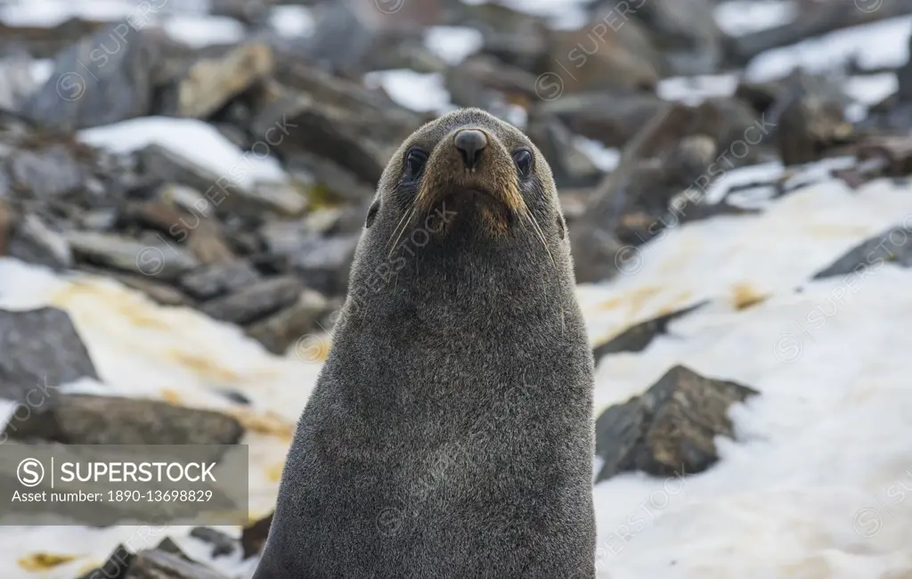 Antarctic fur seal (Arctocephalus gazella), Coronation Island, South Orkney Islands, Antarctica, Polar Regions