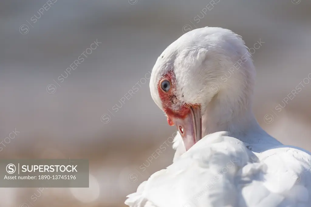 Lake Malawi duck, Lake Malawi, Malawi, Africa