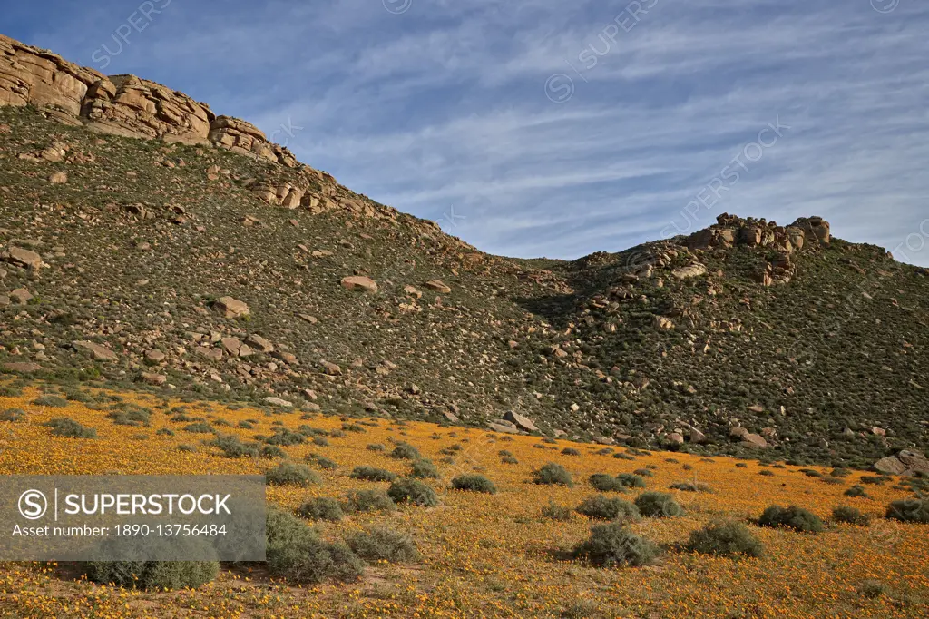 Field of Namaqualand daisy (Jakkalsblom) (Dimorphotheca sinuata), Namakwa, Namaqualand, South Africa, Africa