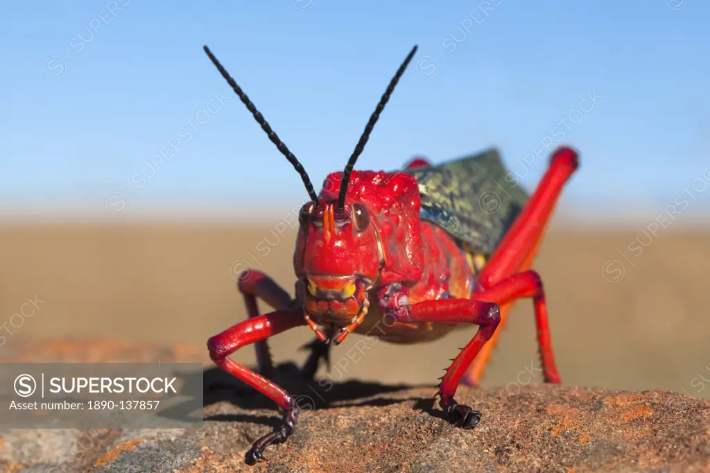 Common milkweed locust Phymateus morbillosus, Samara private game reserve, Karoo, South Africa, Africa