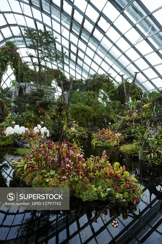 Carnivorous plant display inside Cloud Forest biosphere, Gardens by the Bay, Singapore, Southeast Asia, Asia