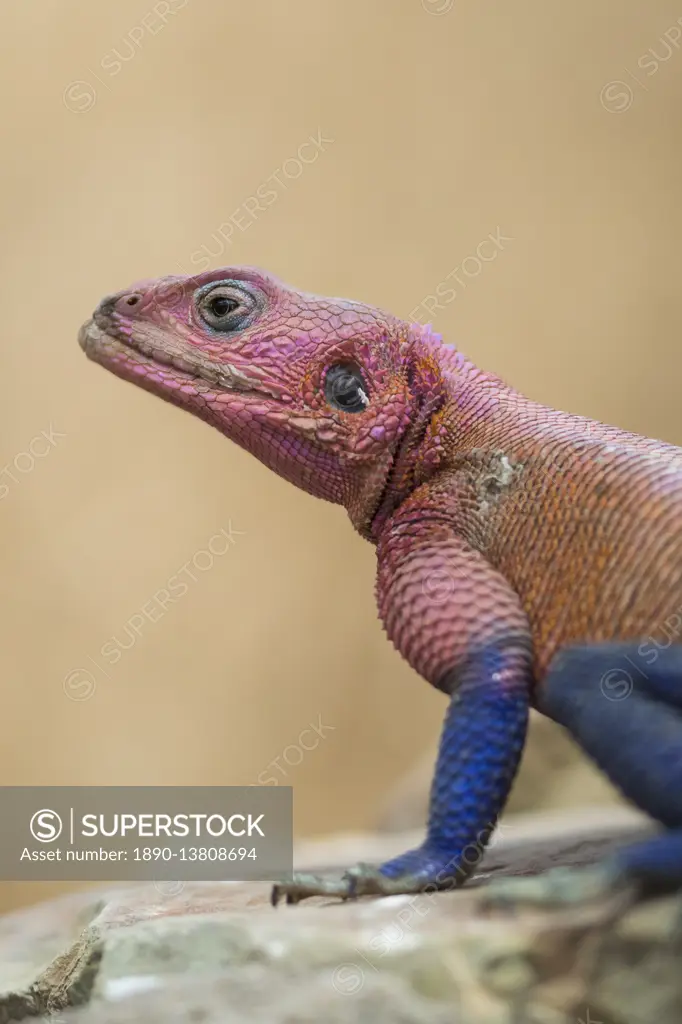 Mwanza flat-headed rock agama (Agama mwanzae), Serengeti National Park, Tanzania, East Africa, Africa