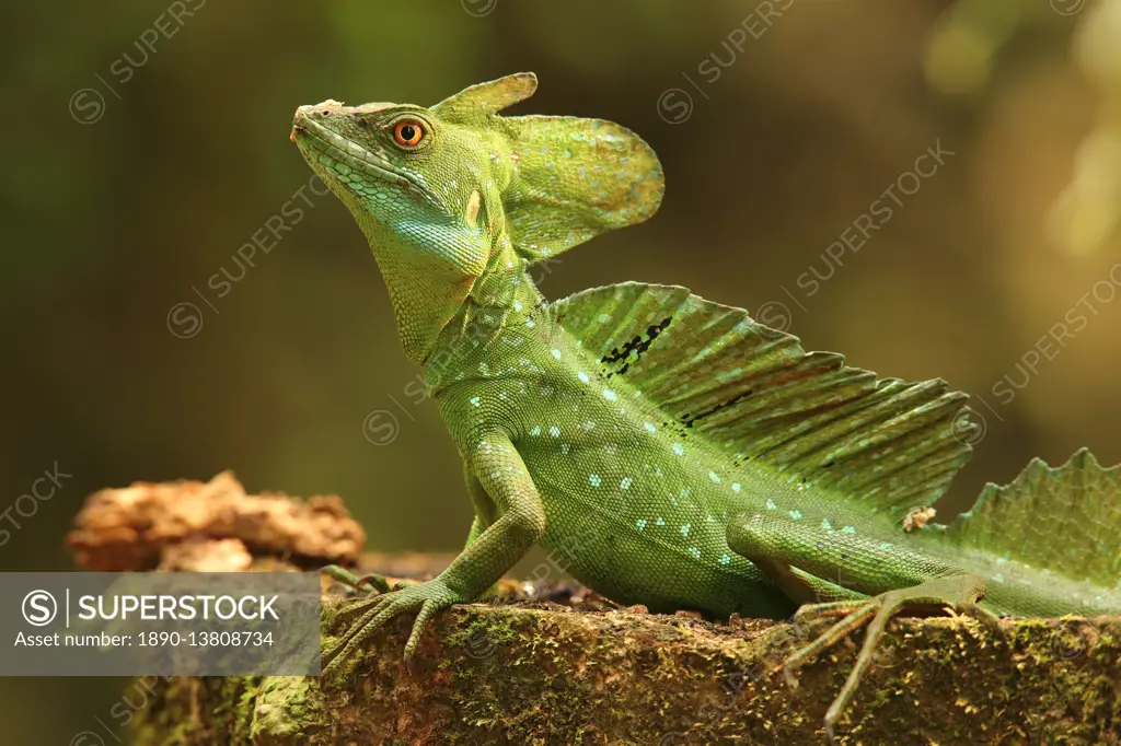 Male Jesus Christo Lizard, Costa Rica, Central America