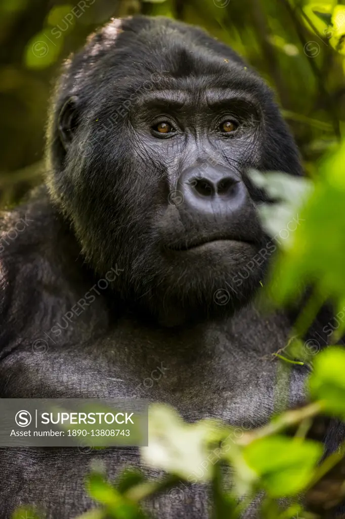 Mountain gorilla (Gorilla beringei beringei), Bwindi Impenetrable Forest, Uganda, Africa