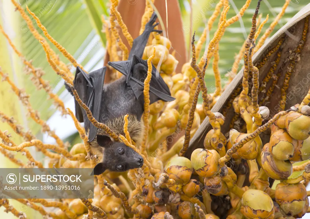 Fruit bat in palm tree, Dhuni Kolhu, Baa Atoll, Republic of Maldives, Indian Ocean, Asia