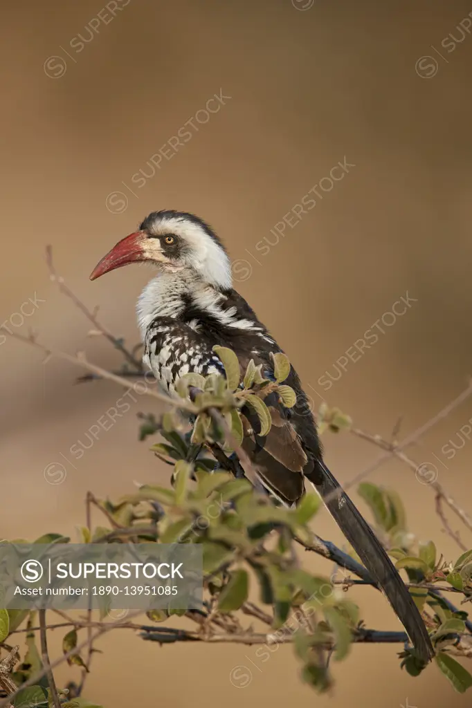 Ruaha hornbill (Ruaha red-billed hornbill) (Tanzanian red-billed hornbill) (Tockus ruahae), Ruaha National Park, Tanzania, East Africa, Africa