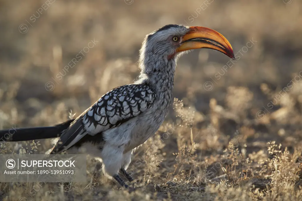 Southern yellow-billed hornbill (Tockus leucomelas), Kgalagadi Transfrontier Park, South Africa, Africa