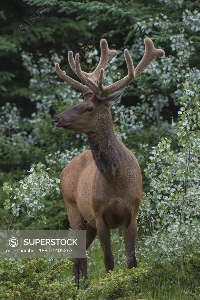 Bull Elk with velvet covered antlers in Jasper National Park, UNESCO World Heritage Site, Alberta, Canada, North America