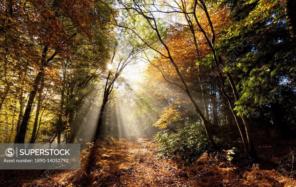 Sunbeams bursting through misty autumnal woodland, Limpsfield Chart, Oxted, Surrey, England, United Kingdom, Europe