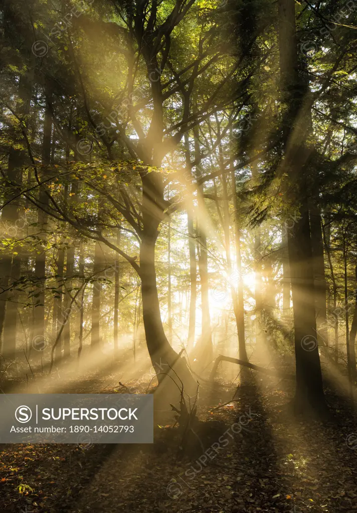 Sunbeams bursting through misty autumnal woodland, Limpsfield Chart, Oxted, Surrey, England, United Kingdom, Europe