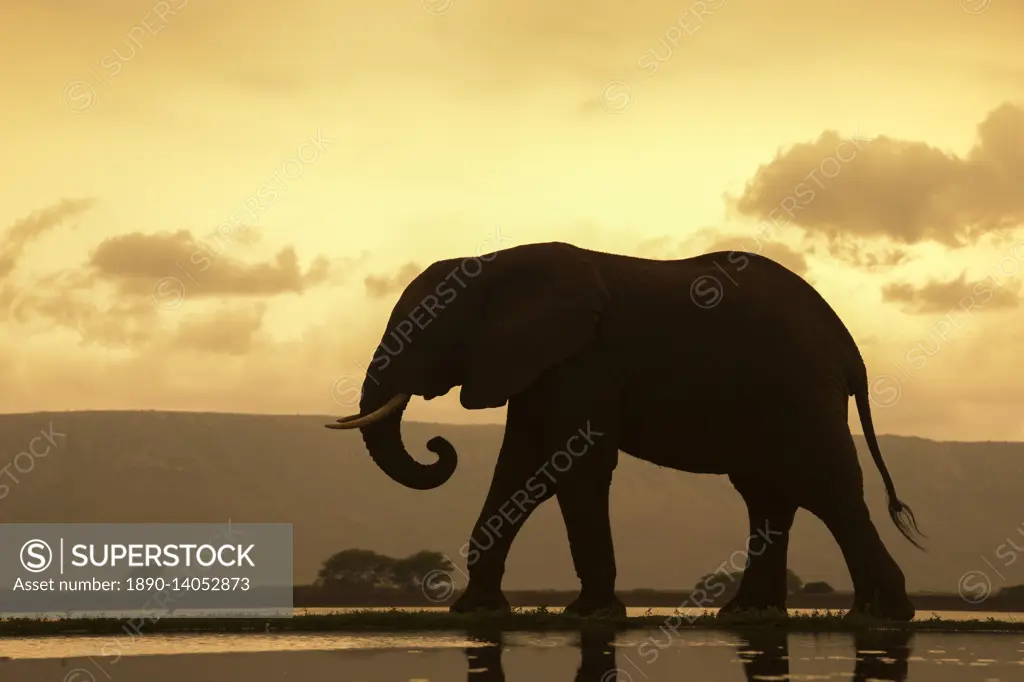 African elephant (Loxodonta Africana) bull at dusk, Zimanga Private Game Reserve, KwaZulu-Natal, South Africa, Africa