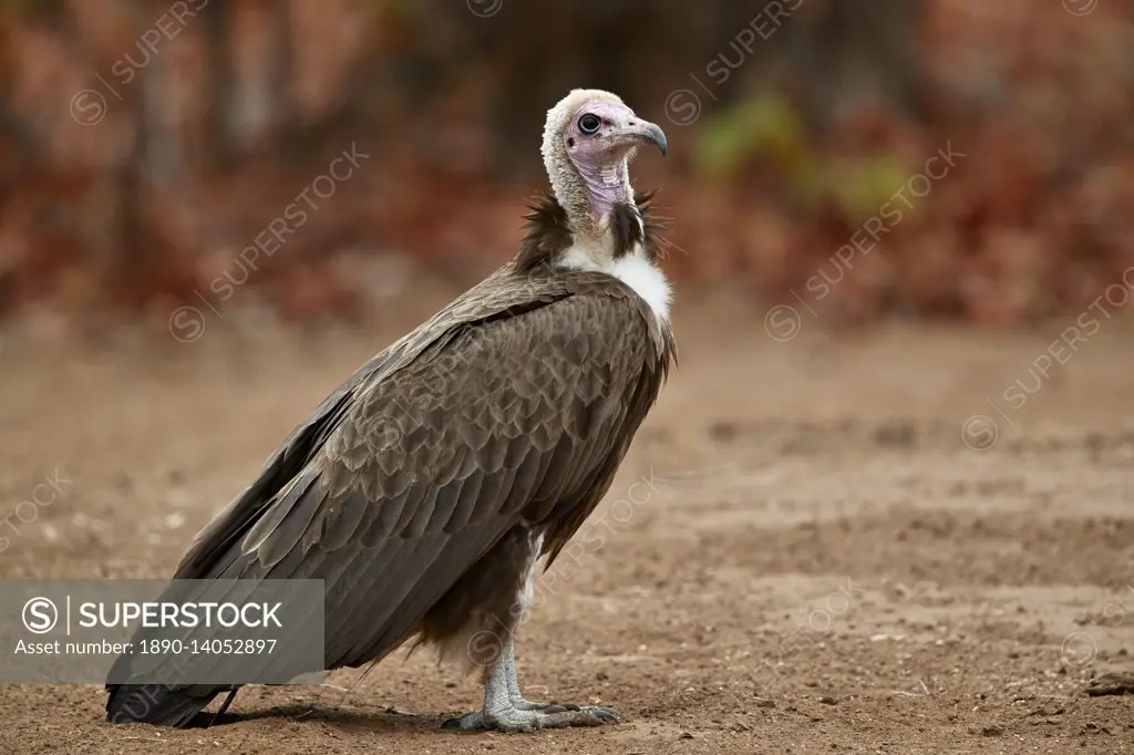 Hooded vulture (Necrosyrtes monachus), Kruger National Park, South Africa, Africa