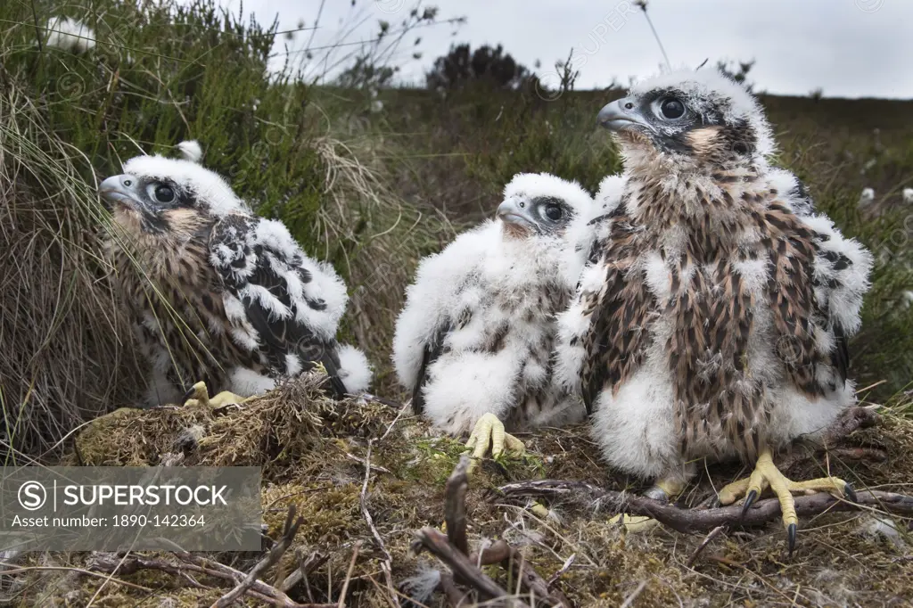 Peregrine chicks Falco peregrinus, after being ringed, Northumberland National Park, England, United Kingdom, Europe