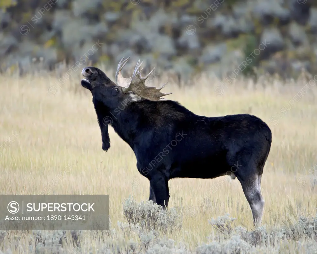 Bull moose Alces alces calling, Wasatch Mountain State Park, Utah, United States of America, North America