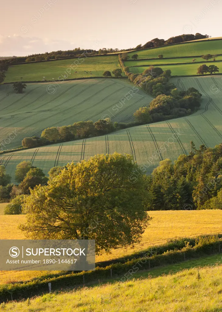 Rolling farmland in summertime, Devon, England, United Kingdom, Europe