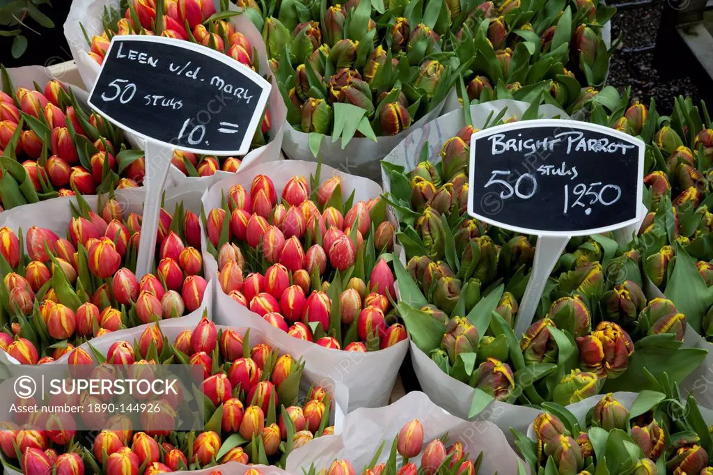 Tulips, Bloemenmarkt, Amsterdam, Holland, Europe