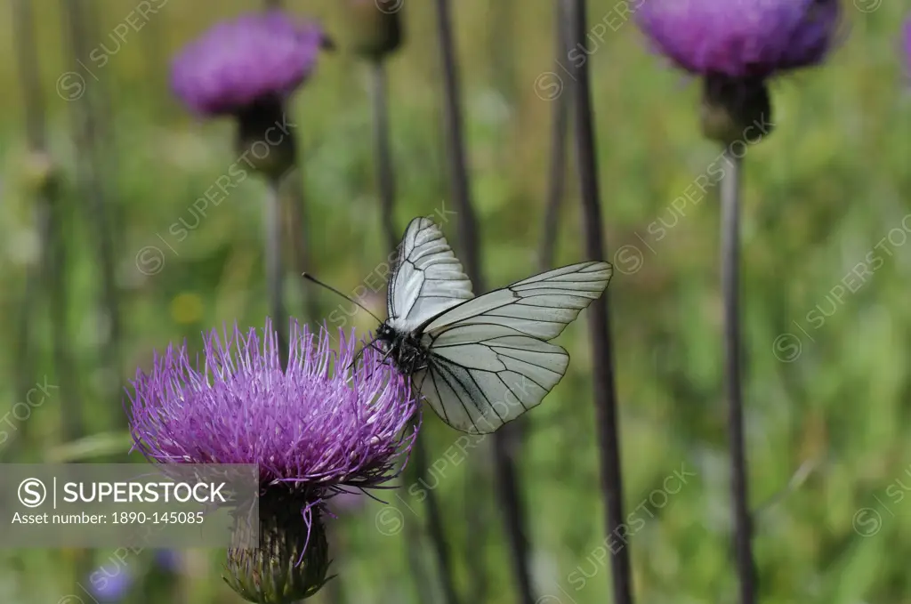 Black veined white butterfly Aporia crataegi feeding from Pannonic thistle Cirsium pannonicum, Julian Alps, slovenia, slovenian, europe, european