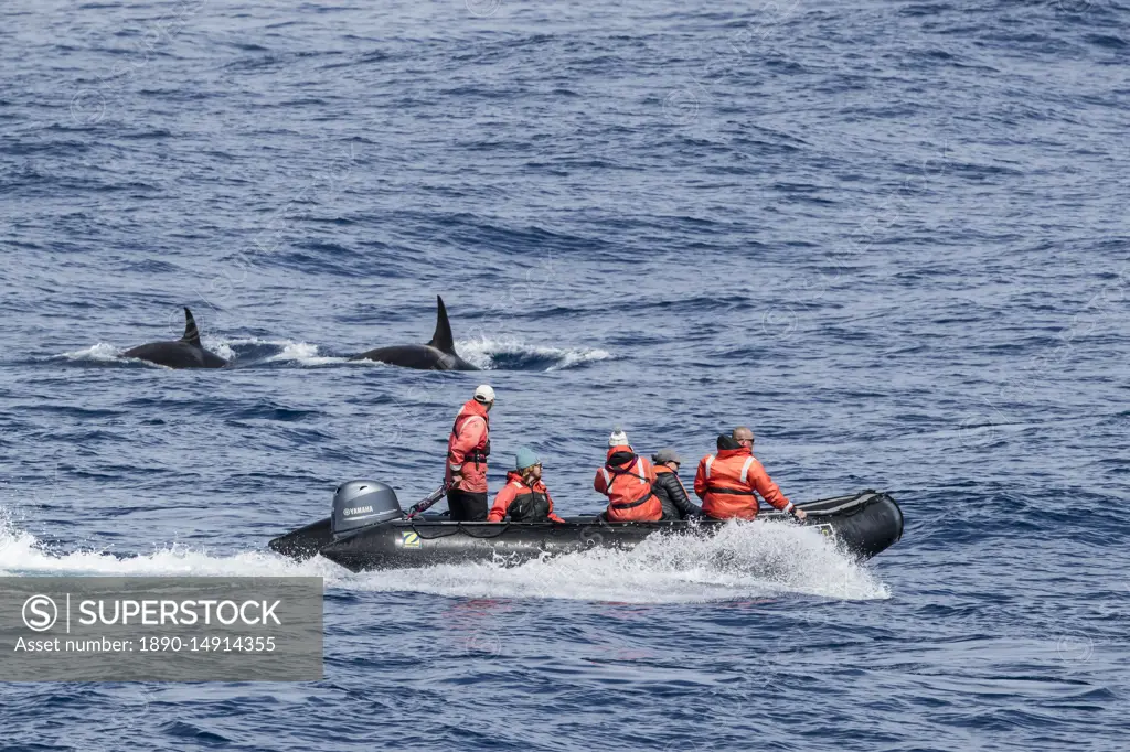 Zodiac near Type D (sub-Antarctic) killer whale (Orcinus orca), in the Drake Passage, Antarctica, Polar Regions