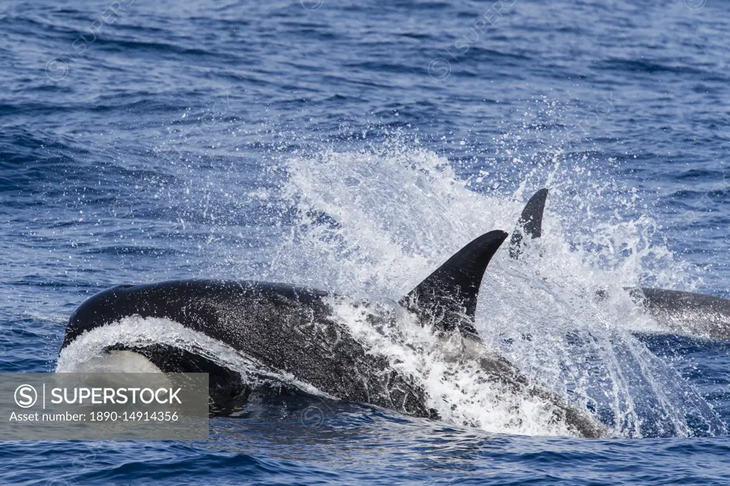 A very rare sighting of Type D (sub-Antarctic) killer whales (Orcinus orca) in the Drake Passage, Antarctica, Polar Regions