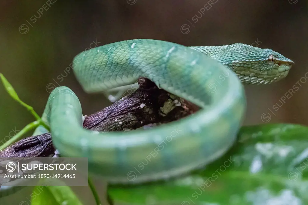 Bornean Keeled Pit Viper - Tropidolaemus subannulatus