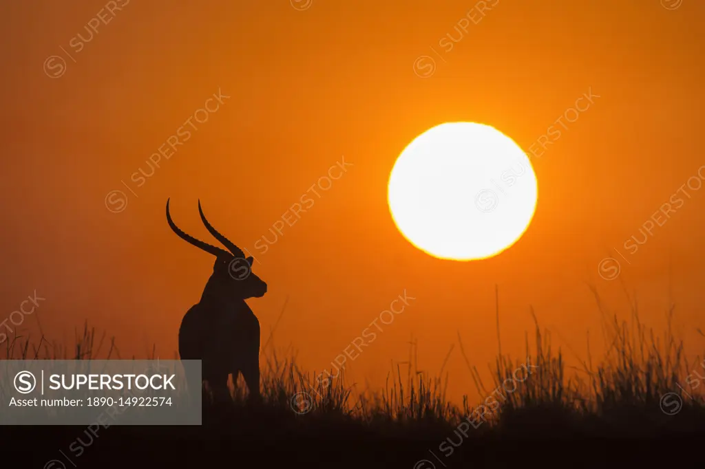 Red lechwe (Kobus lechwe) male at sunset, Chobe National Park, Botswana, Africa