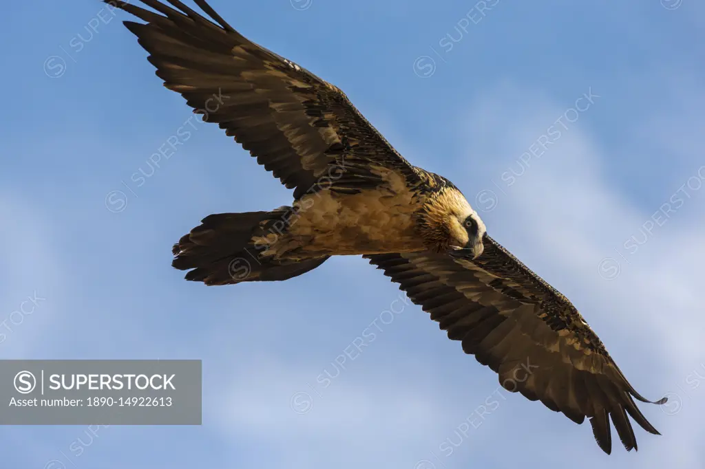 Bearded vulture (Gypaetus barbatus), Giant's Castle Game Reserve, KwaZulu-Natal, South Africa, Africa