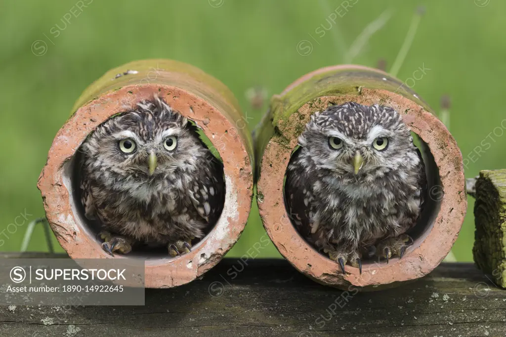 Little owls (Athene noctua), captive, Cumbria, England, United Kingdom, Europe